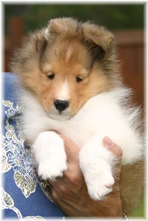 Journey8wks